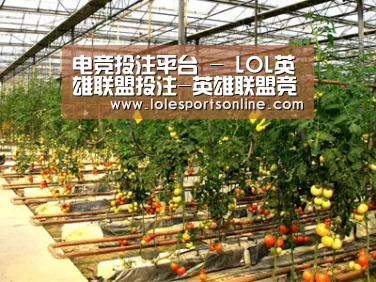 种植基地二